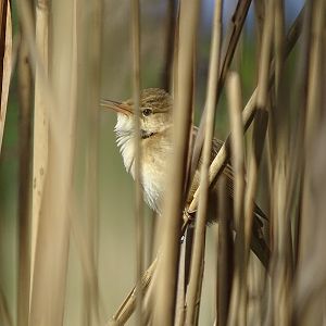 Common reed-warbler