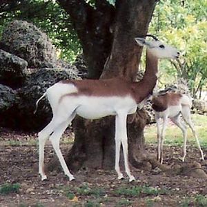 Addra Gazelle (Dama Gazelle)