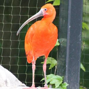 Scarlet ibis