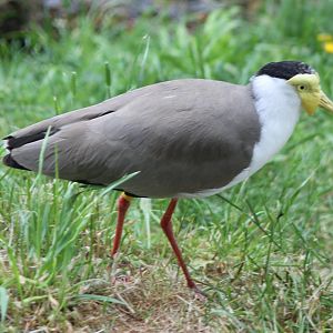 Masked lapwing