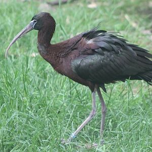 Glossy ibis