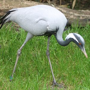 Demoiselle crane