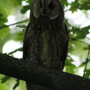 Long-eared owl