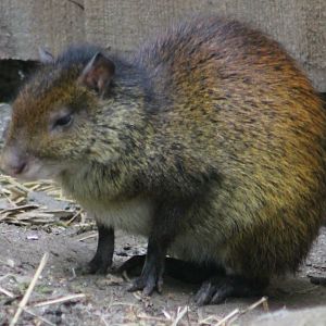 Black-rumped agouti