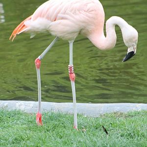 Chilean flamingo