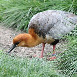 Black-faced ibis