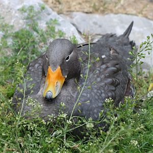 Magellanic steamer duck