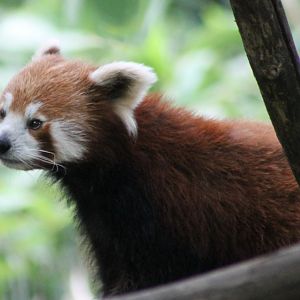 Red panda