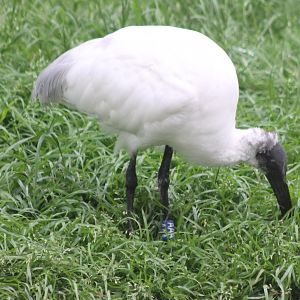 Black-headed ibis