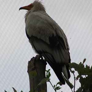 Egyptian vulture