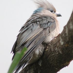 Blue-naped mousebird