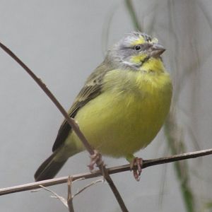 Green singing finch