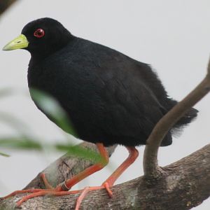 African black rail