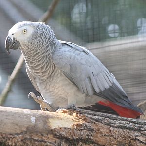 African grey parrot