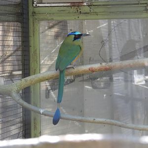 Blue-crowned Motmot