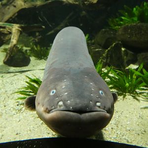 Electric Eel