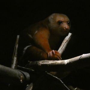Spotted Cuscus