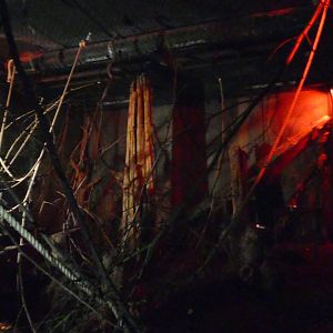 Lyle's Fruit Bat enclosure