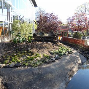 Asian Short-clawed Otter enclosure