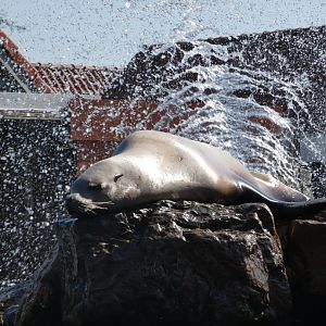 Steller's Sea Lion