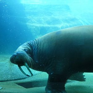 Walrus