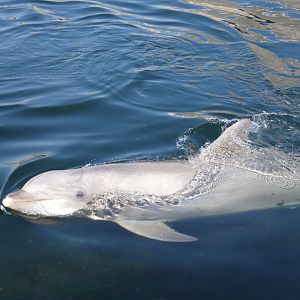 Bottle-nosed Dolphin