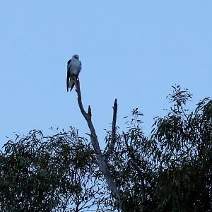Black-shouldered Kite