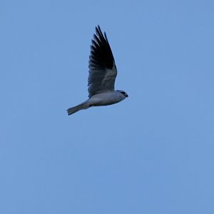 Black-shouldered Kite