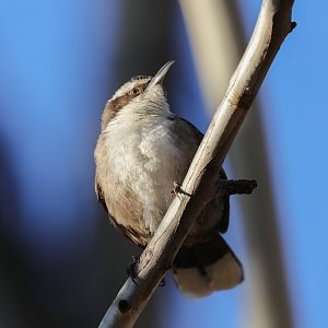 White-browed Babbler