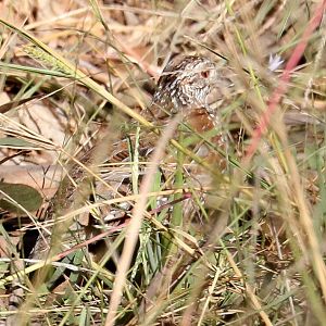 Painted Button-quail