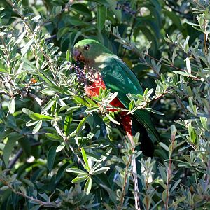Australian King Parrot hen