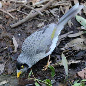 Noisy Miner