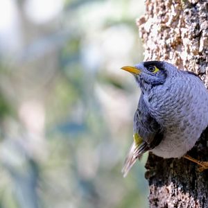 Noisy Miner