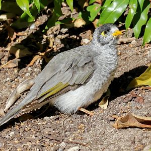 Noisy Miner