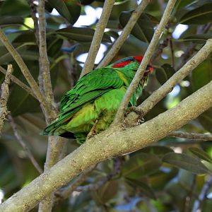 Musk Lorikeet
