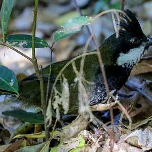 Eastern Whipbird