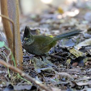Eastern Whipbird hen