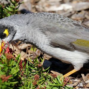 Noisy Miner