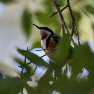 Eastern Spinebill