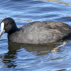Eurasian Coot