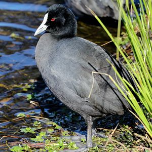 Eurasian Coot