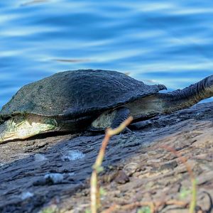 Long-necked Turtle
