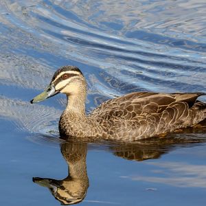Pacific Black Duck