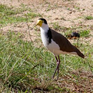 Masked Plover