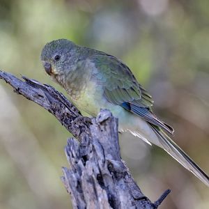 Red-rumped Parrot hen
