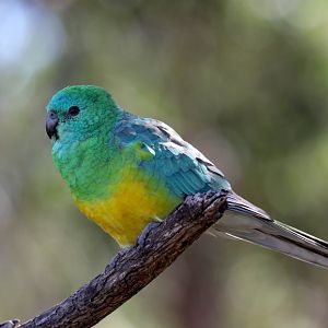 Red-rumped Parrot