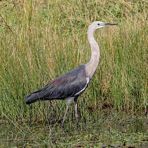 White-necked Heron