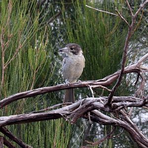 Grey Butcherbird