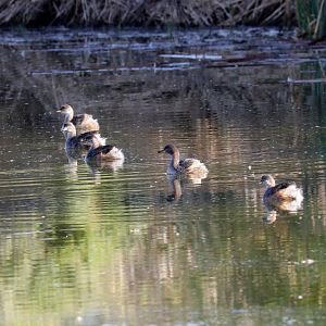 Australasian Grebes
