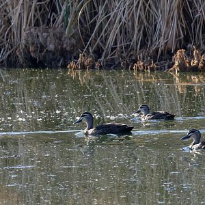 Pacific Black Ducks
